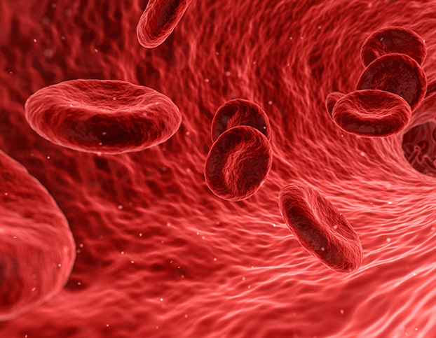 Red Blood Cells in Pets