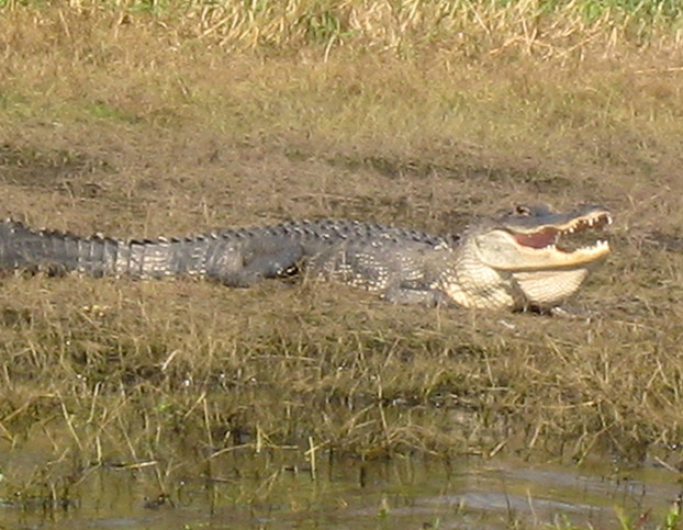 Alligator Warning