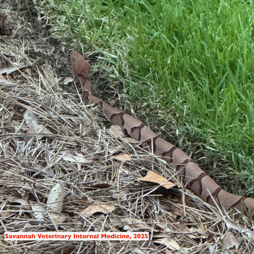 Dr Woods took this picture in his backyard in Savannah