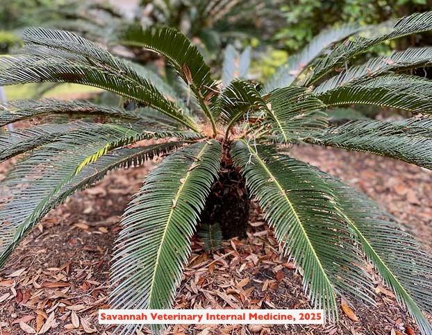 Sago Palms are common around the squares of Savannah