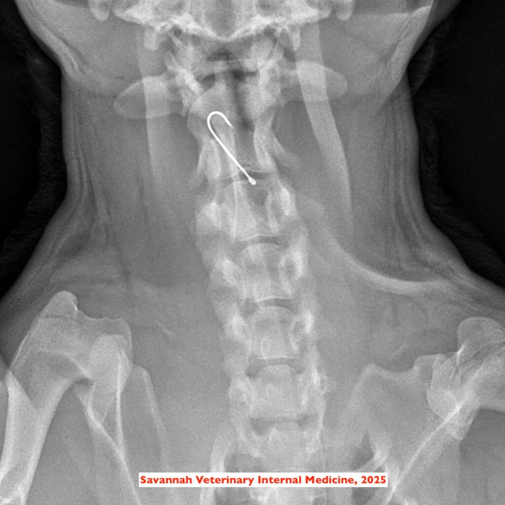 Hook in Dog X-ray Image